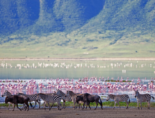 Ngorongoro